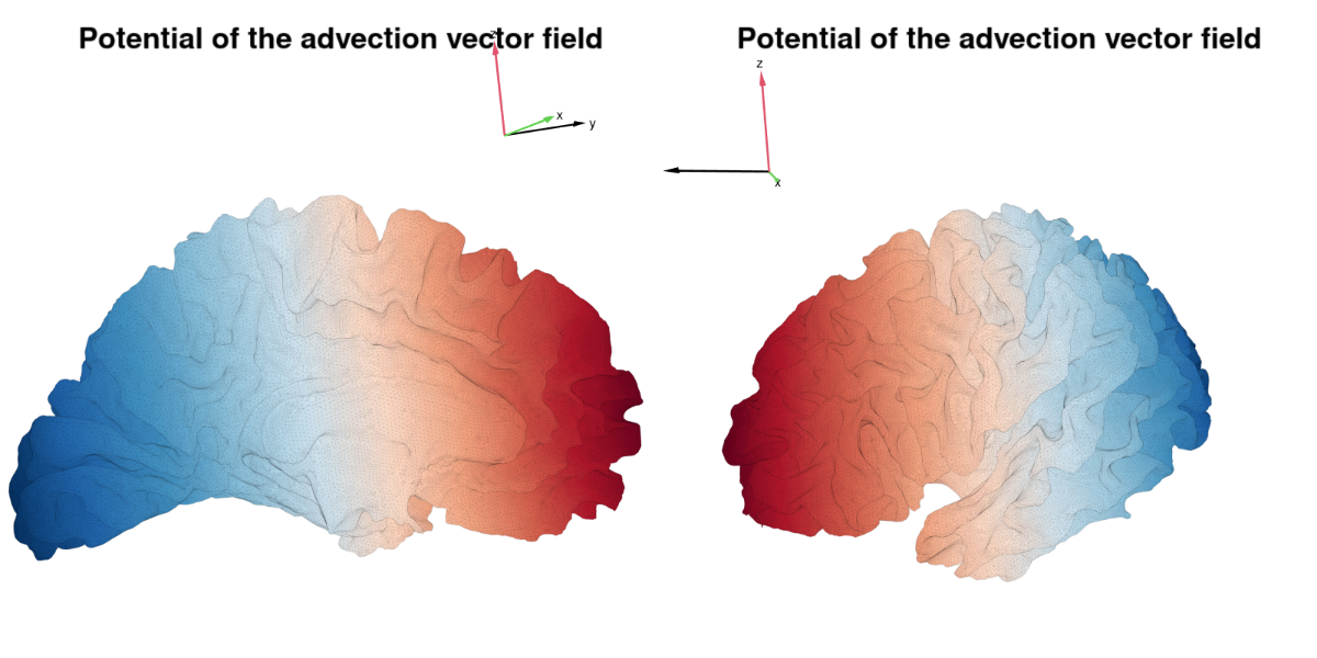 Advection potential on a cortical surface